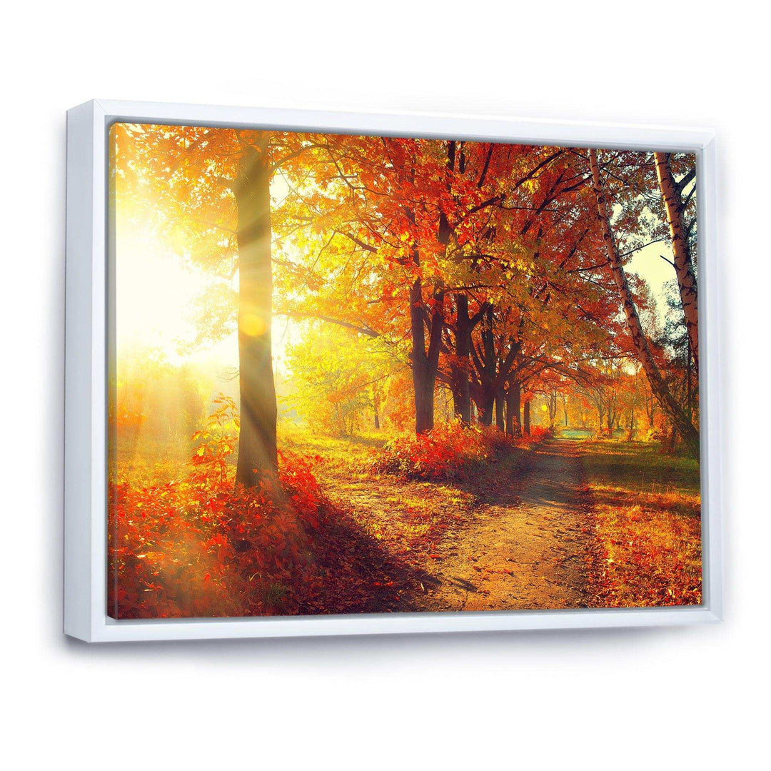 Autumnal Trees in Sunrays