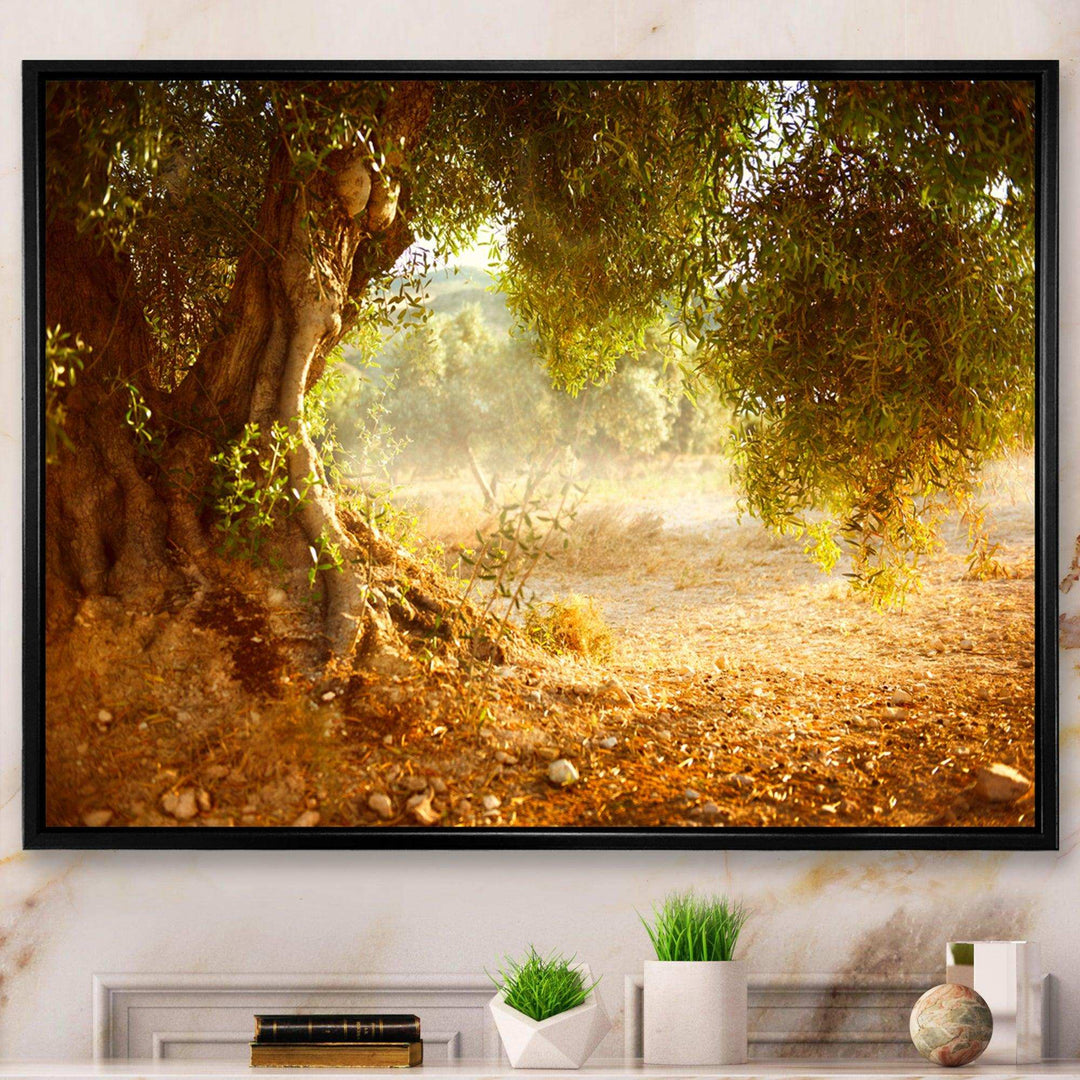 Beautiful Old Olive Tree