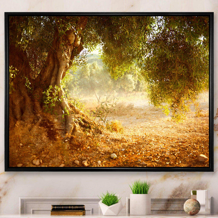 Beautiful Old Olive Tree