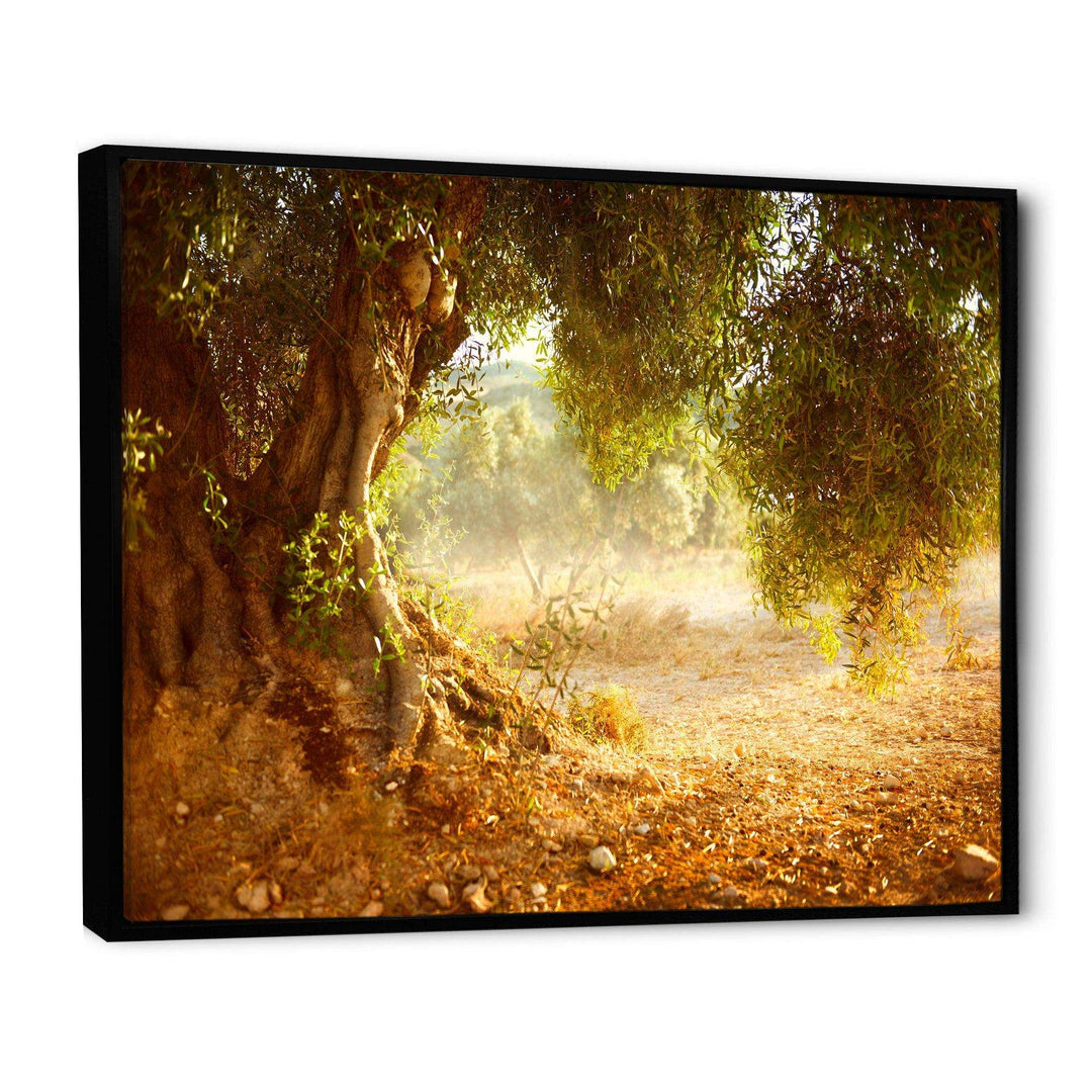 Beautiful Old Olive Tree