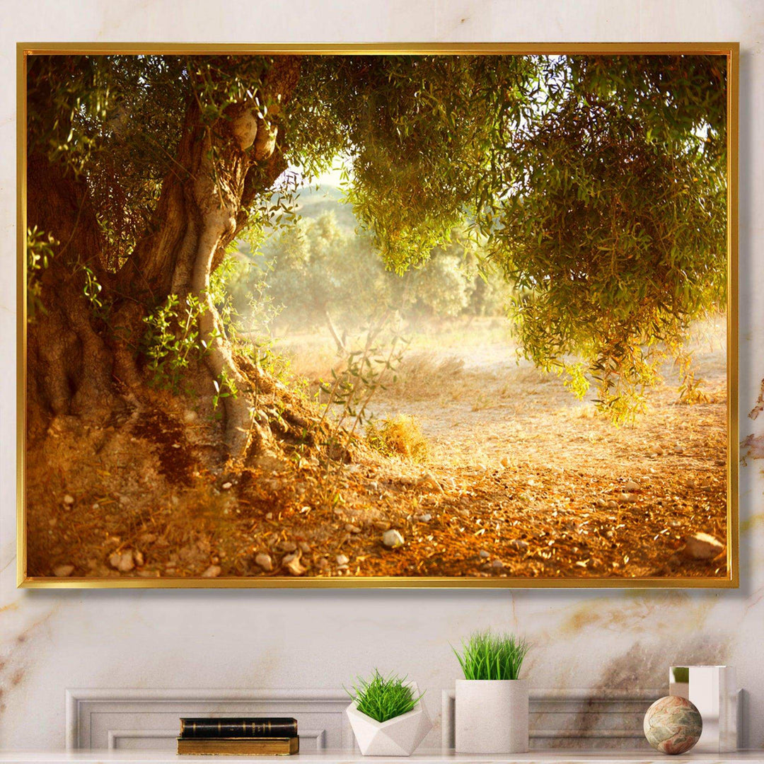 Beautiful Old Olive Tree
