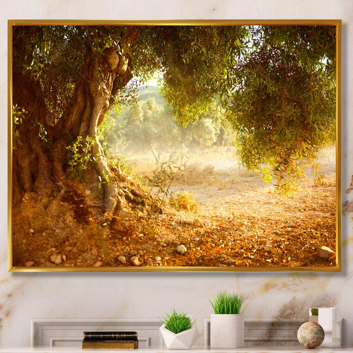 Beautiful Old Olive Tree