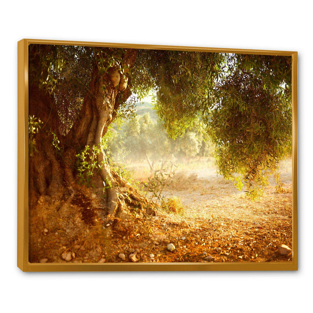 Beautiful Old Olive Tree