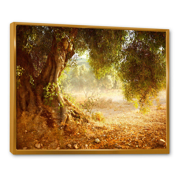 Beautiful Old Olive Tree