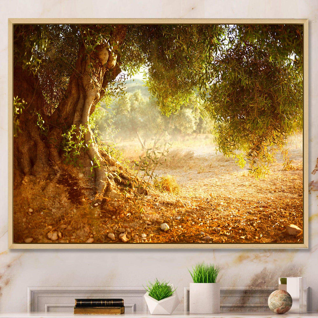 Beautiful Old Olive Tree