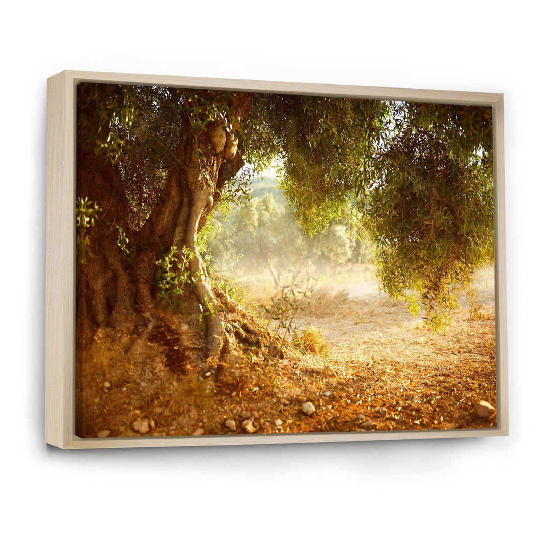 Beautiful Old Olive Tree