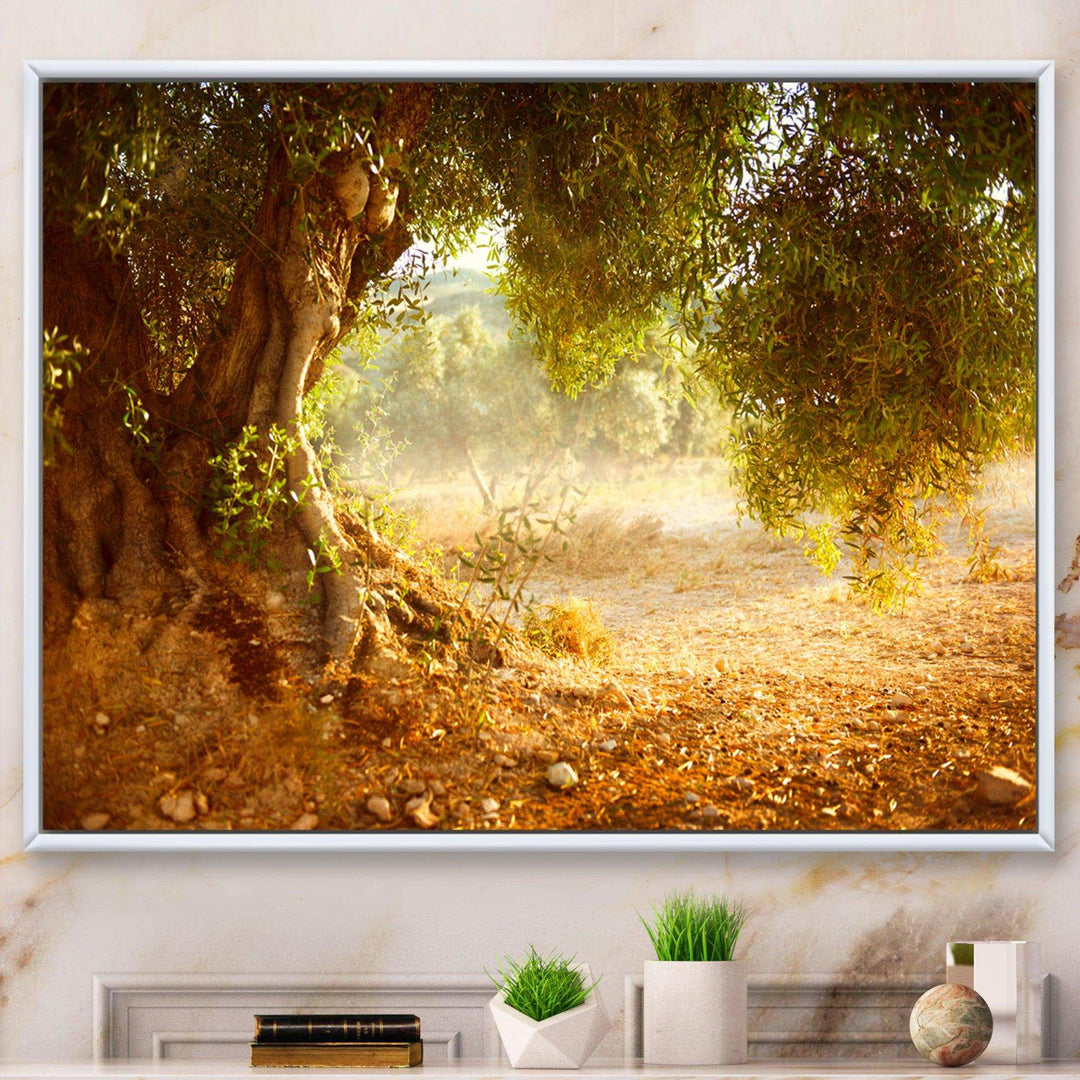 Beautiful Old Olive Tree