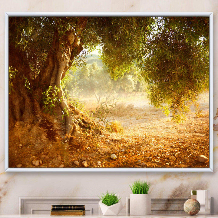 Beautiful Old Olive Tree