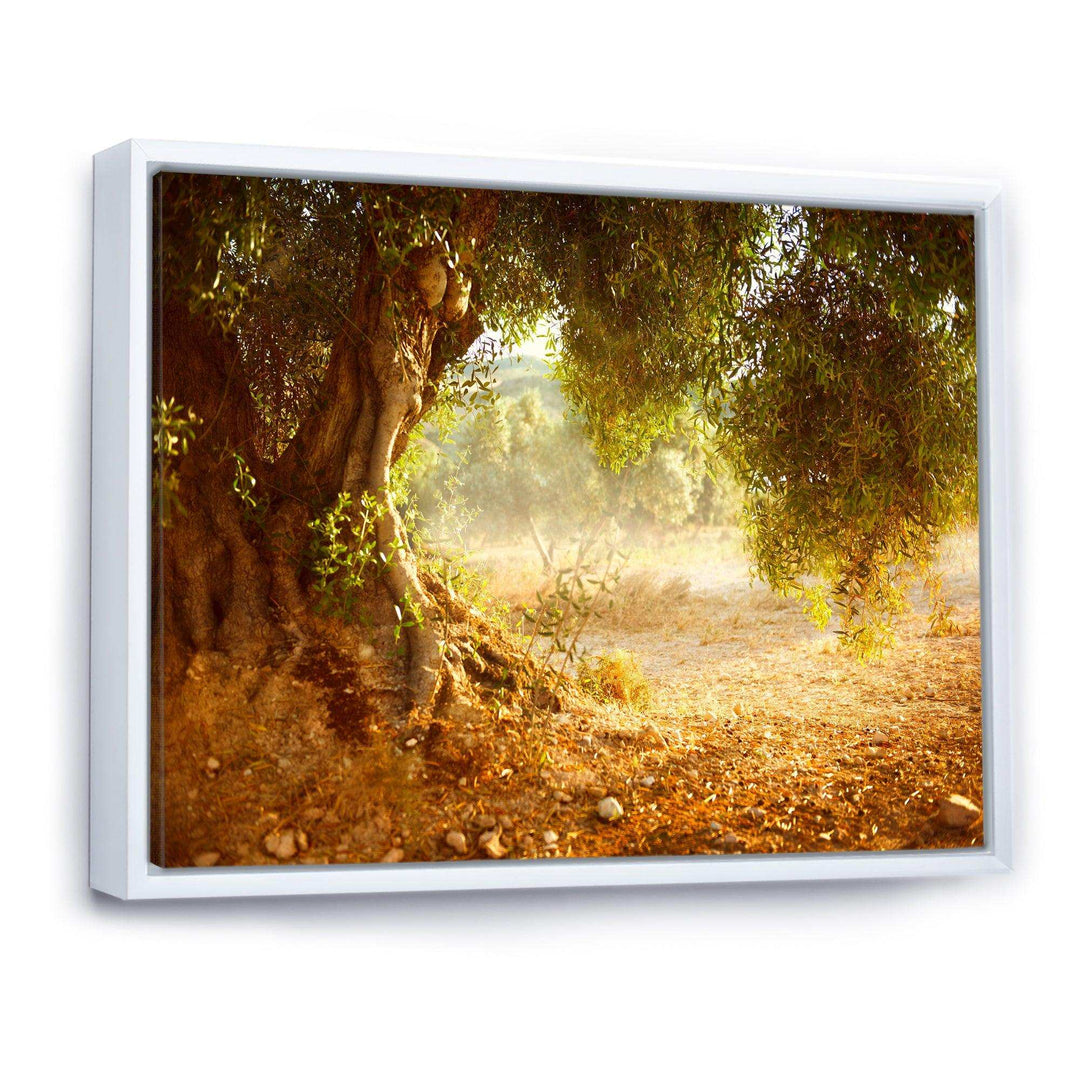 Beautiful Old Olive Tree