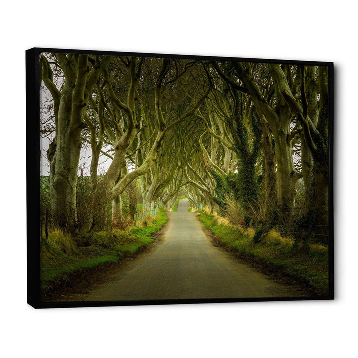 Dark Hedges Road through Old Trees