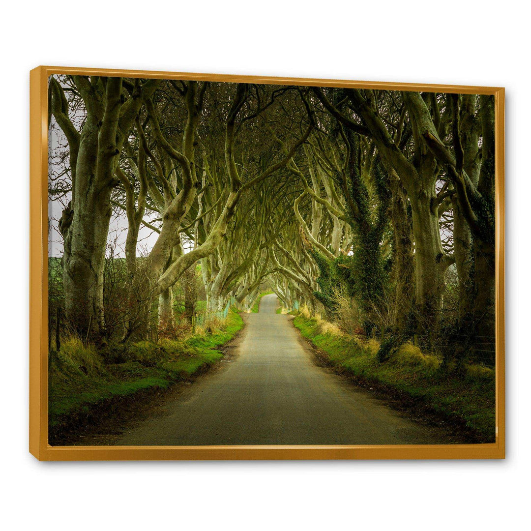 Dark Hedges Road through Old Trees