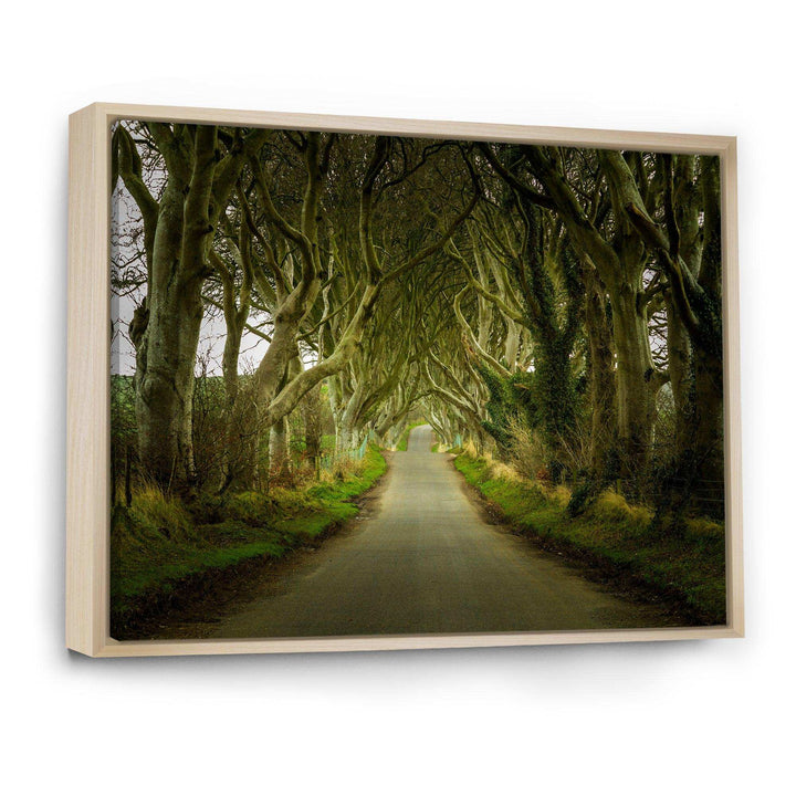 Dark Hedges Road through Old Trees
