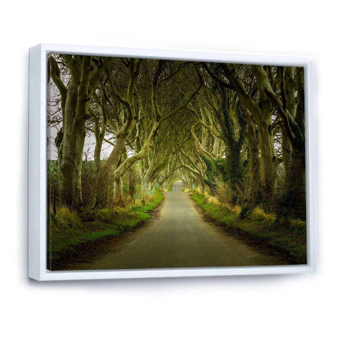 Dark Hedges Road through Old Trees
