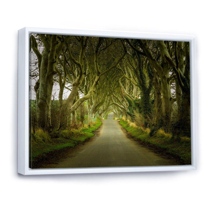 Dark Hedges Road through Old Trees