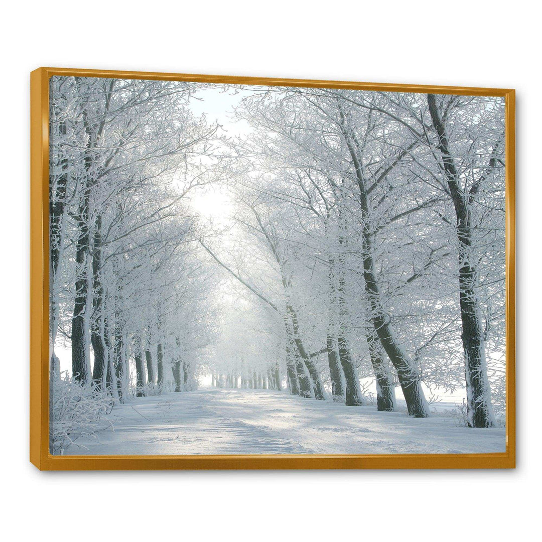 Winter Road Backlit my Morning Sun