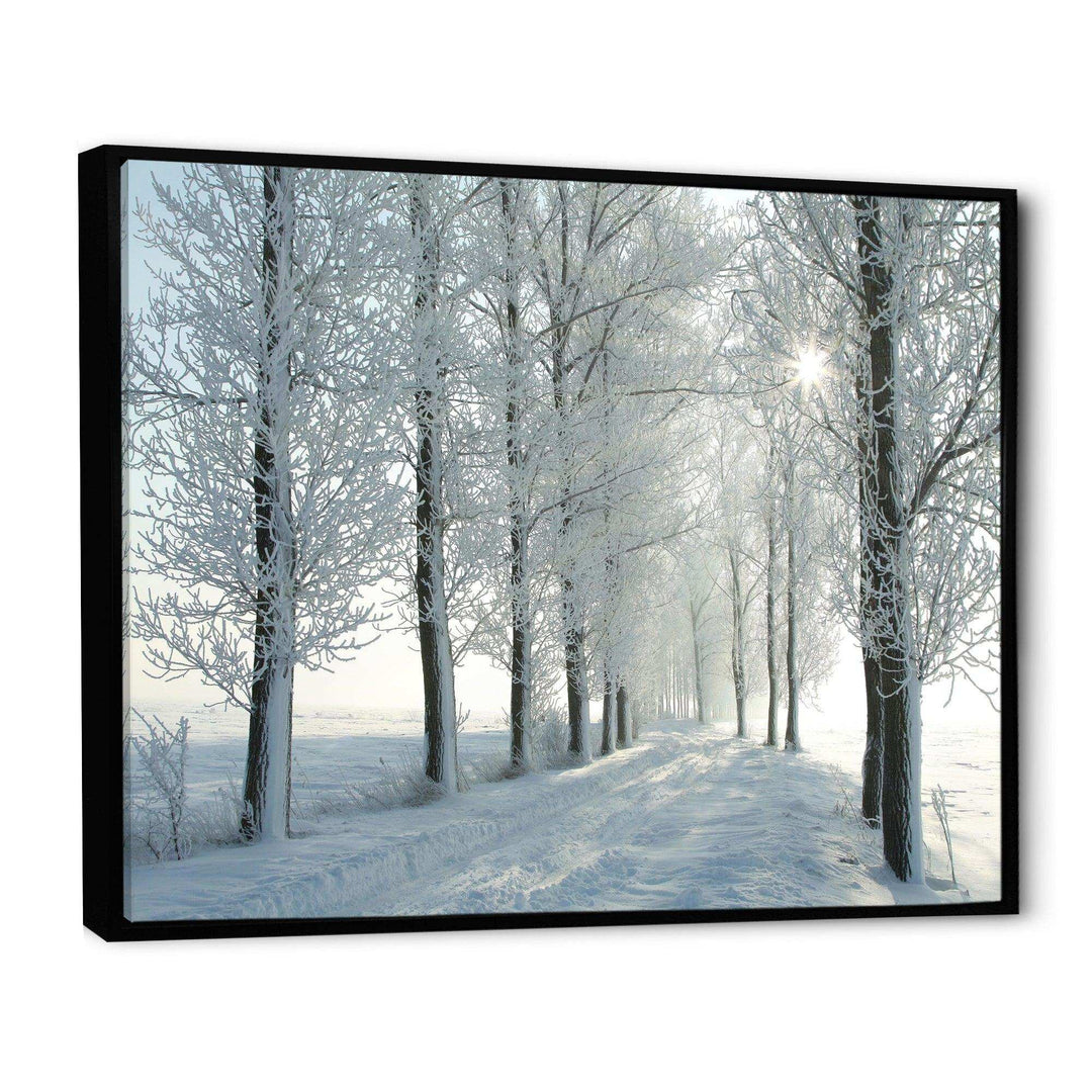 Winter Trees Backlit by Morning Sun