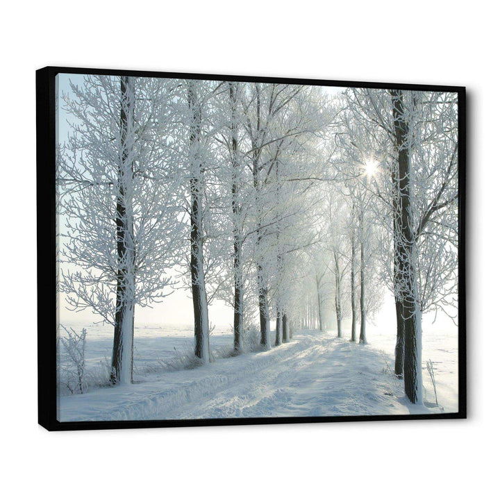 Winter Trees Backlit by Morning Sun
