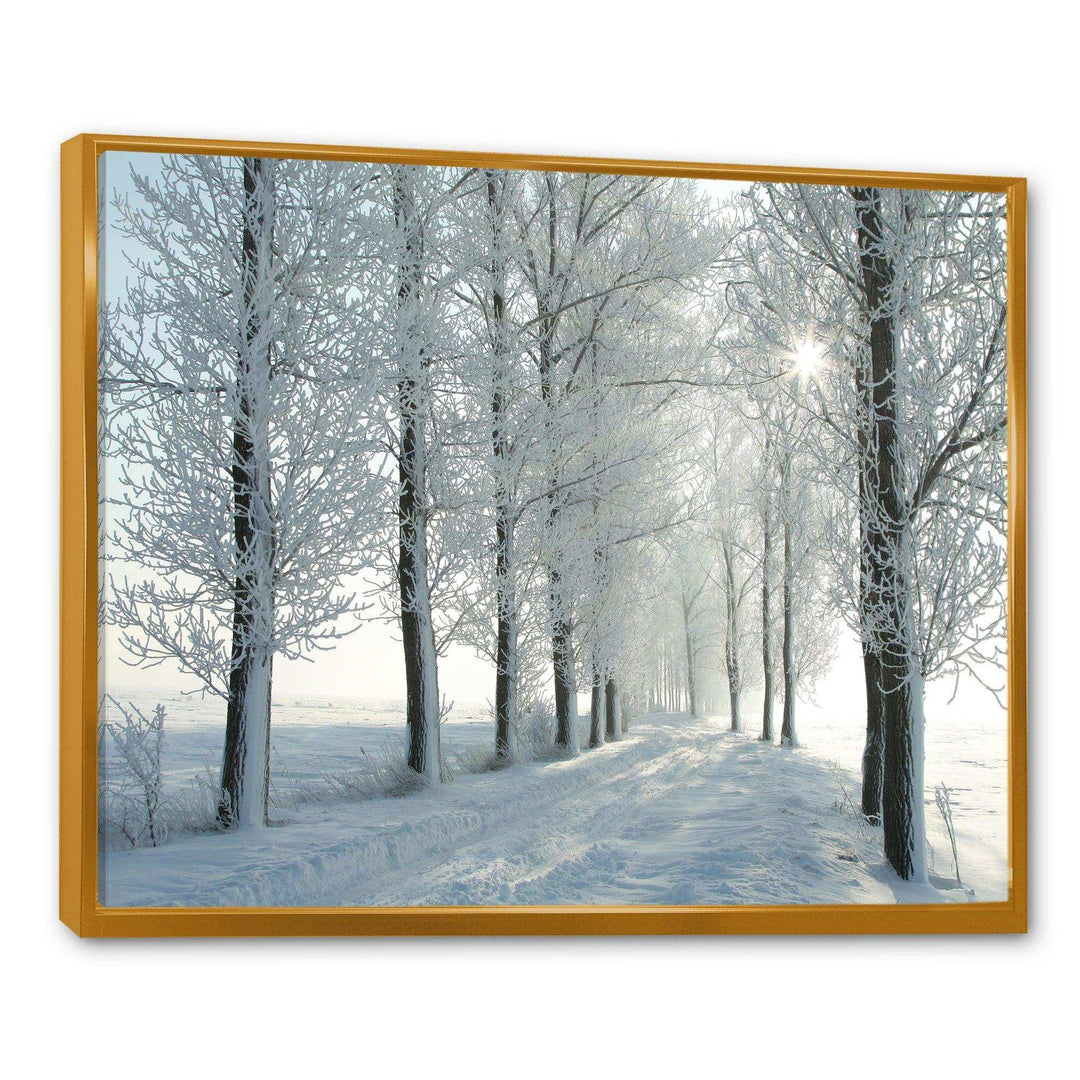 Winter Trees Backlit by Morning Sun