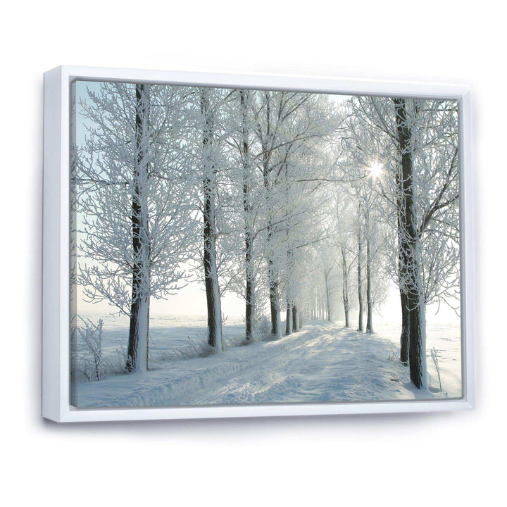Winter Trees Backlit by Morning Sun