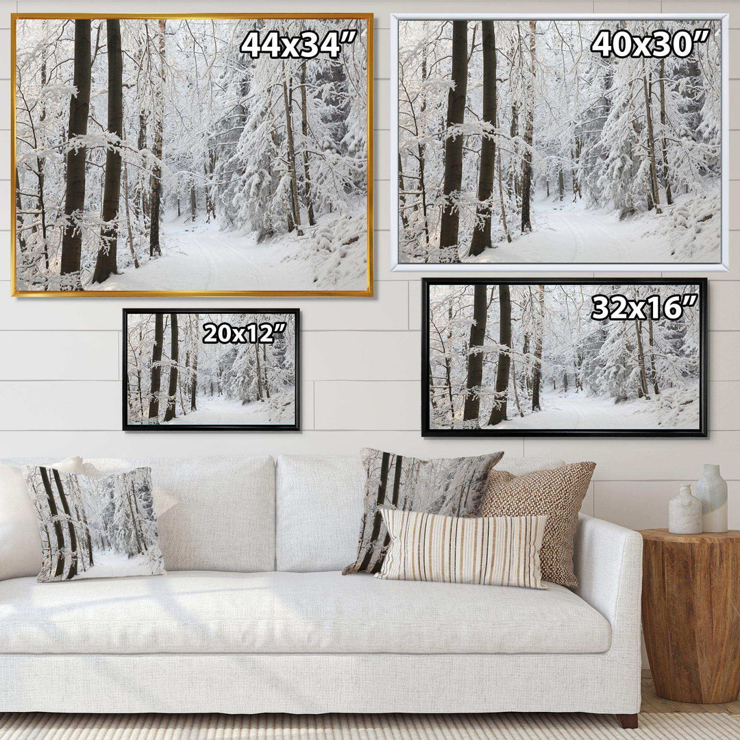 Dense Winter Forest and Lane