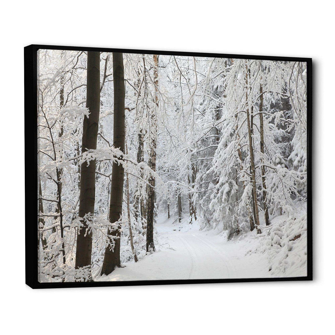 Dense Winter Forest and Lane
