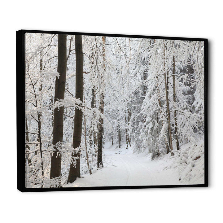 Dense Winter Forest and Lane
