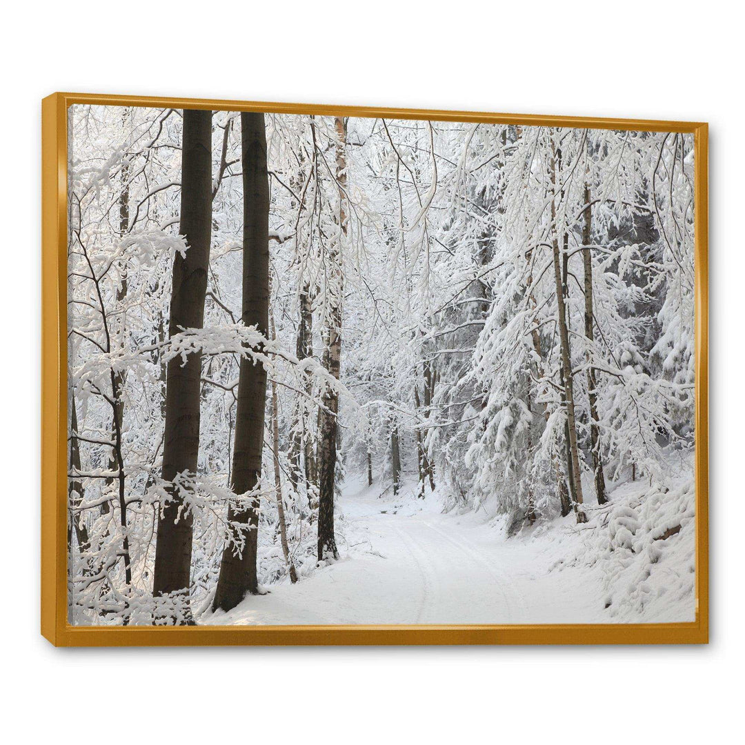 Dense Winter Forest and Lane