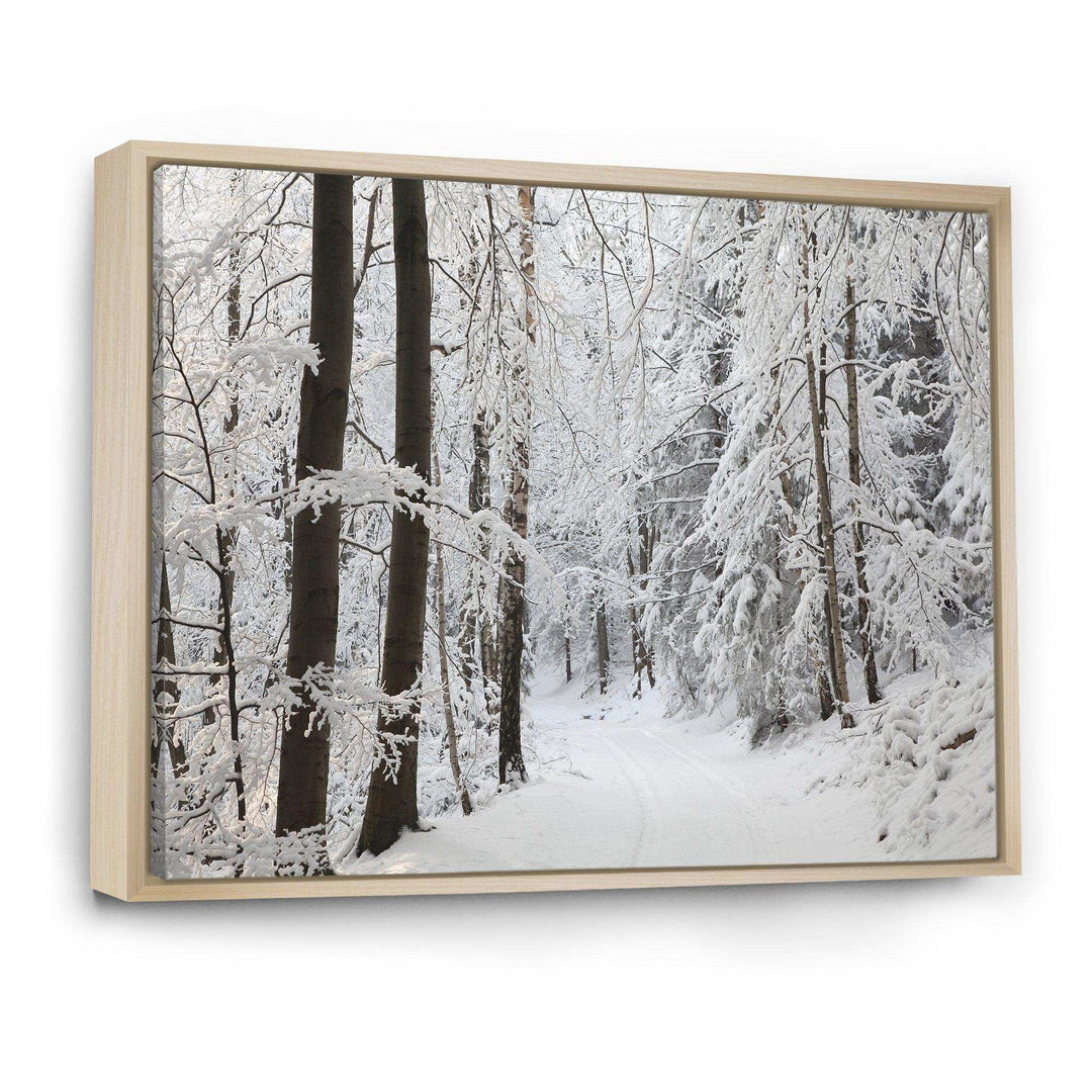Dense Winter Forest and Lane