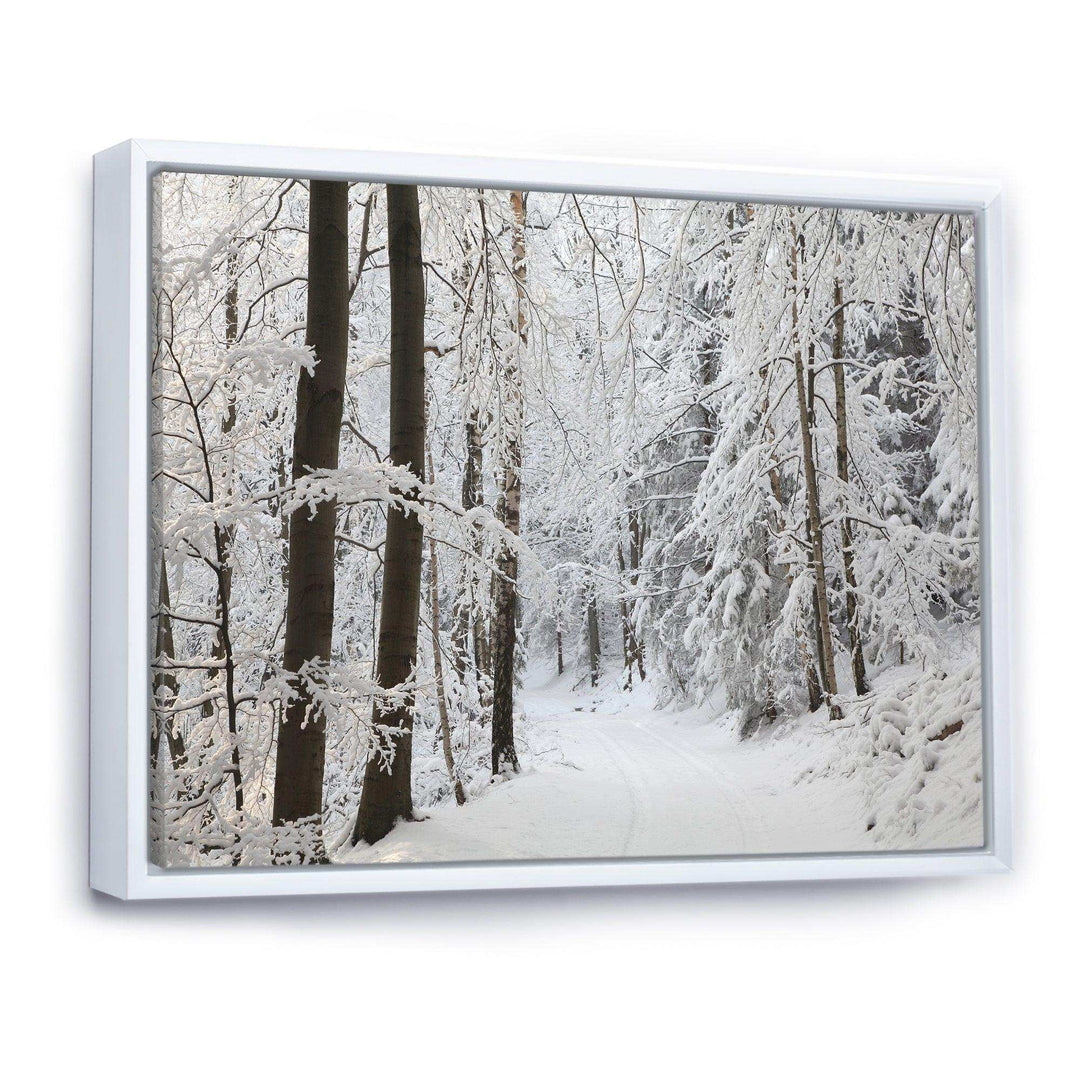 Dense Winter Forest and Lane