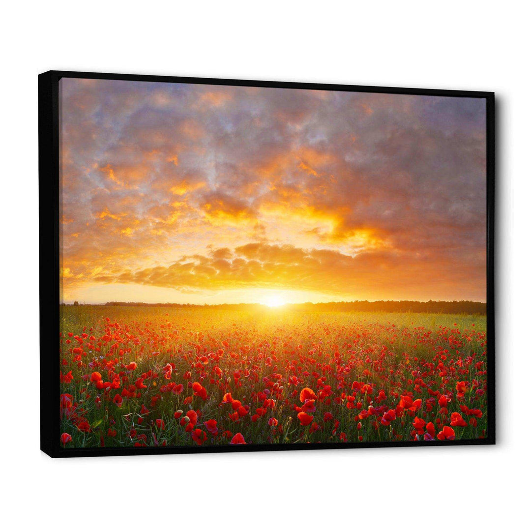 Poppy Field under Bright Sunset