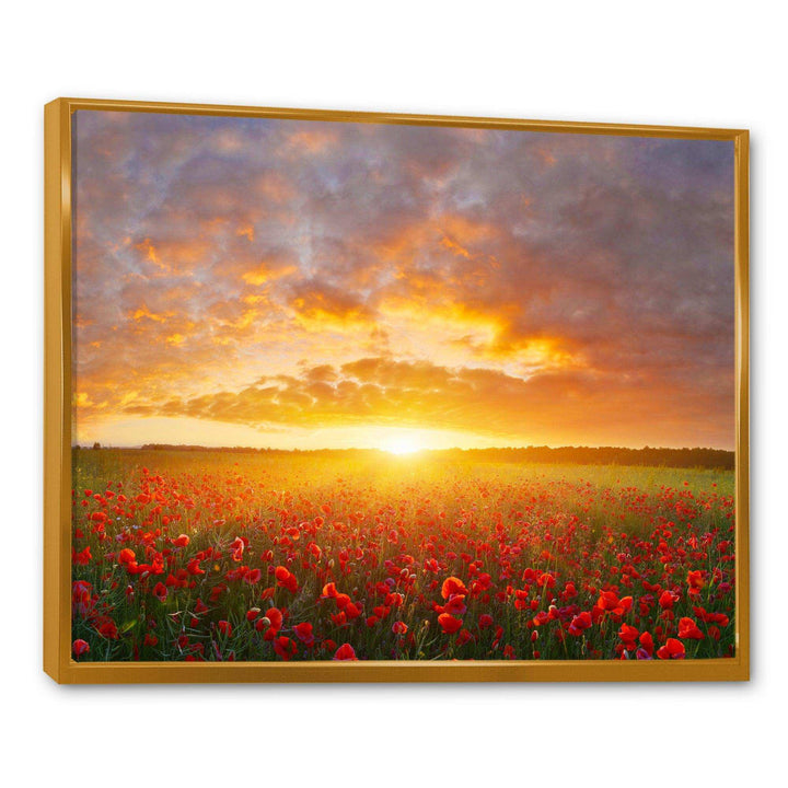 Poppy Field under Bright Sunset