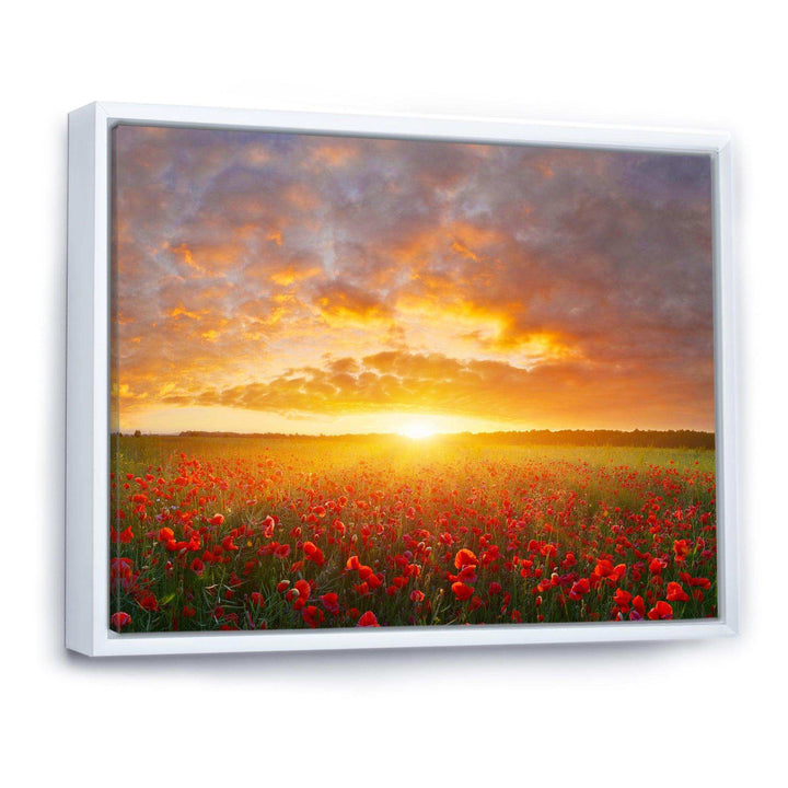 Poppy Field under Bright Sunset