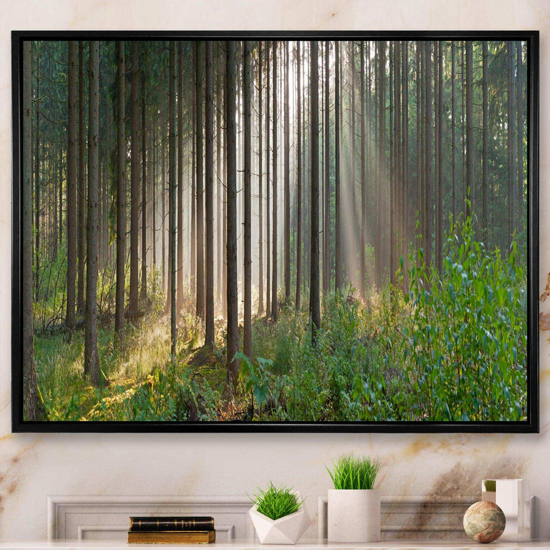 Green Forest in Mist Panorama