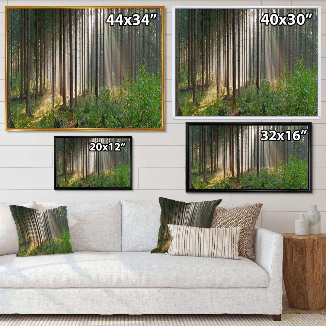 Green Forest in Mist Panorama