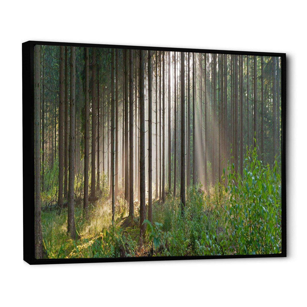 Green Forest in Mist Panorama