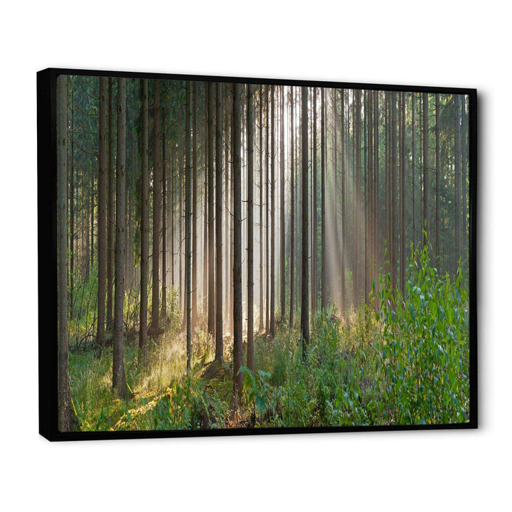 Green Forest in Mist Panorama