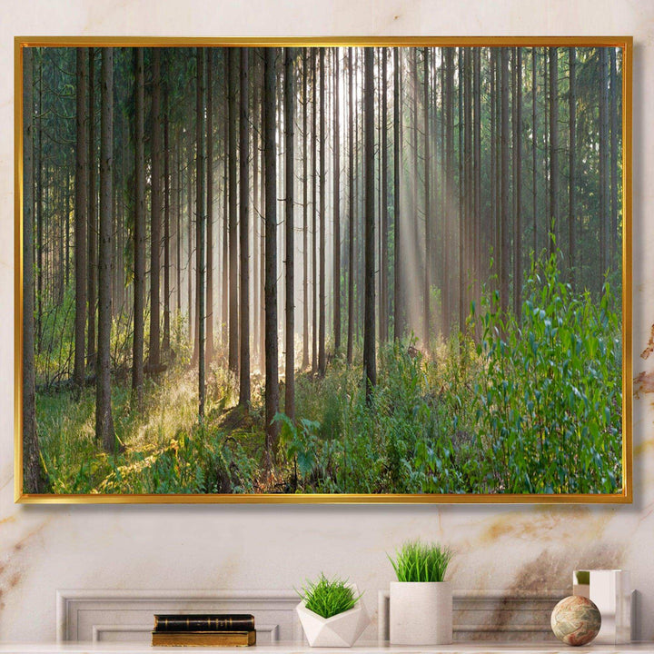 Green Forest in Mist Panorama