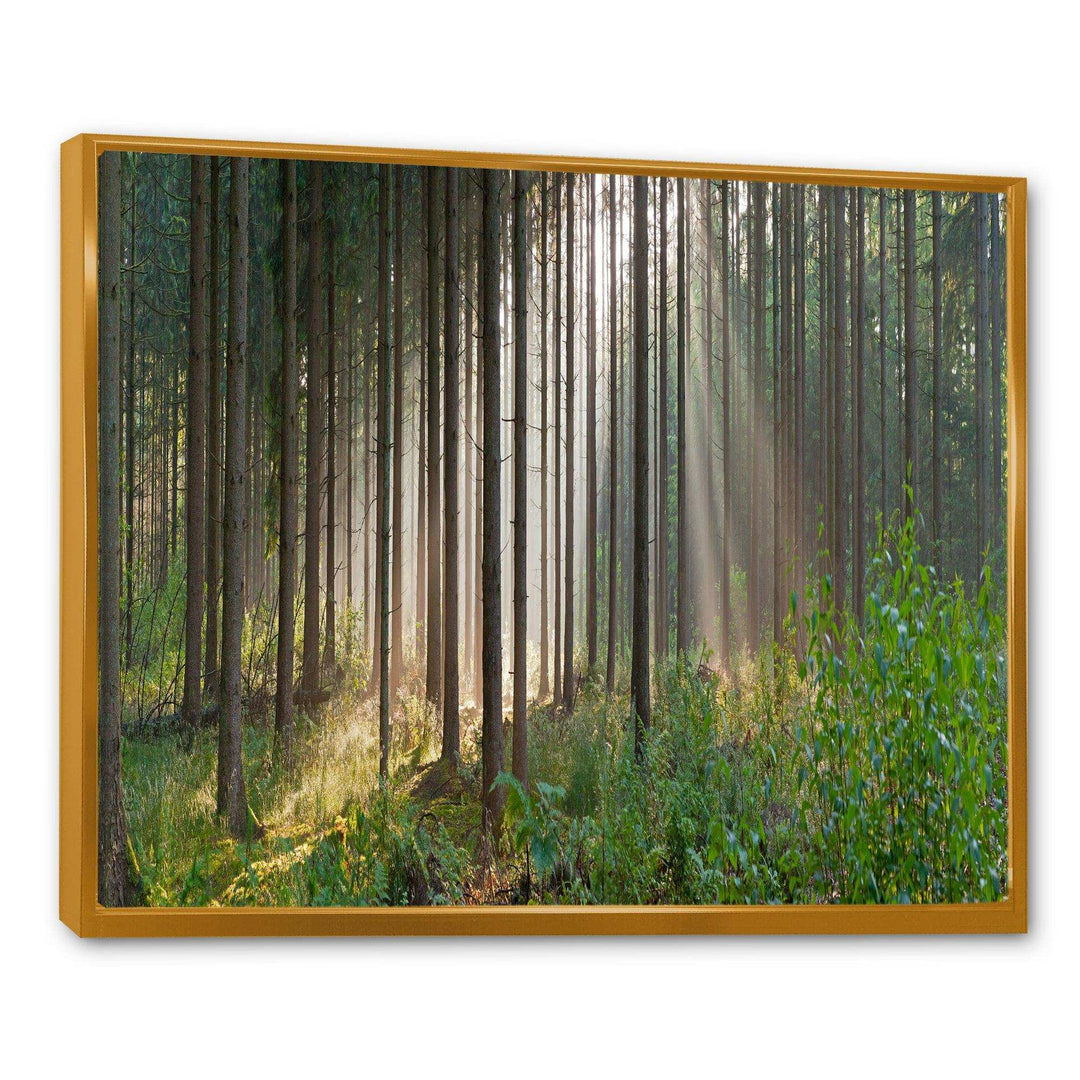 Green Forest in Mist Panorama