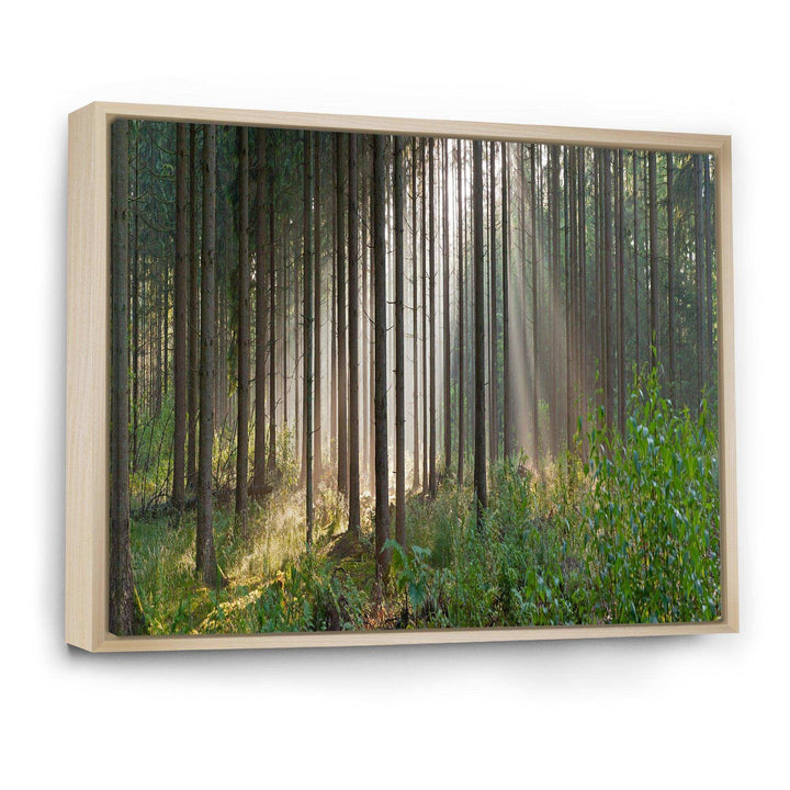 Green Forest in Mist Panorama