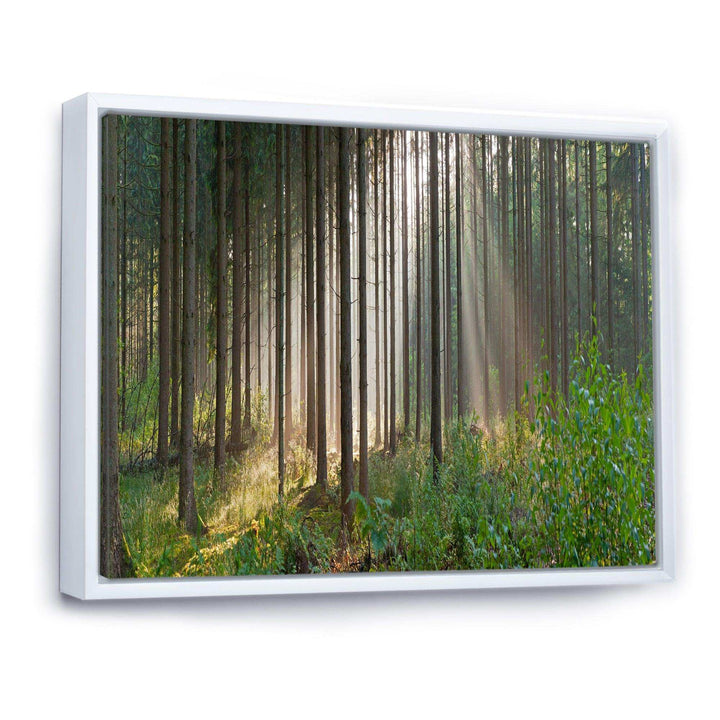 Green Forest in Mist Panorama