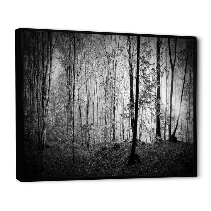 Beautiful Forest Morning Panorama