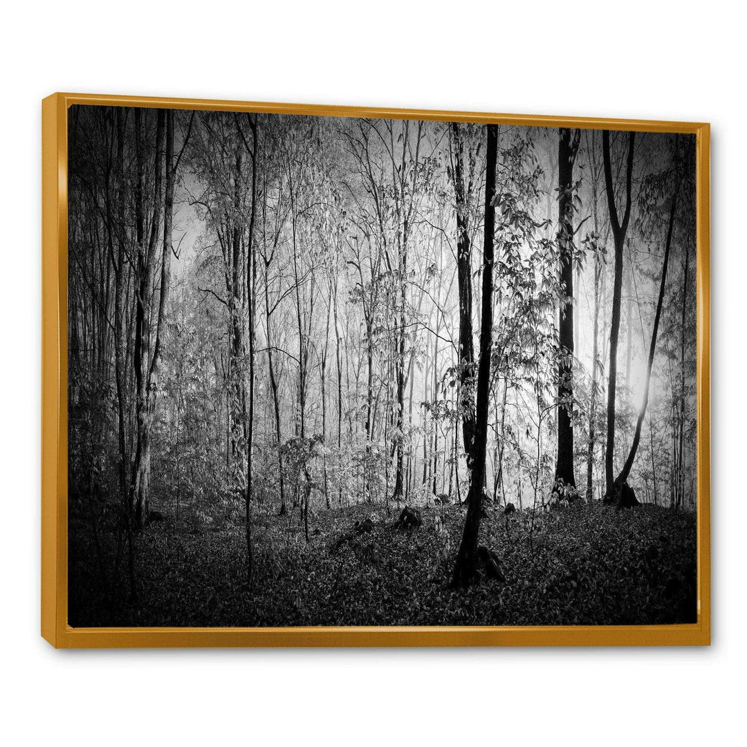 Beautiful Forest Morning Panorama