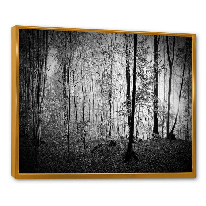 Beautiful Forest Morning Panorama