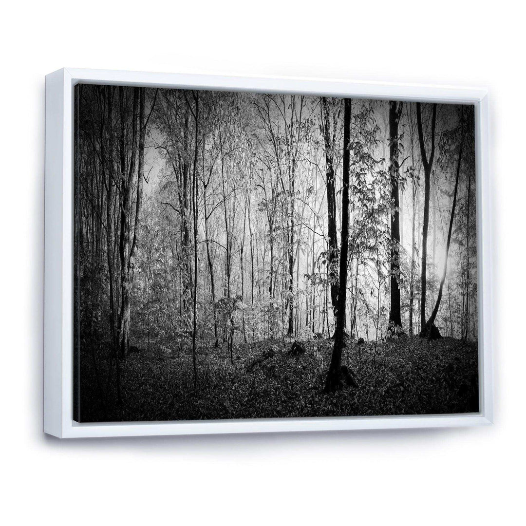 Beautiful Forest Morning Panorama