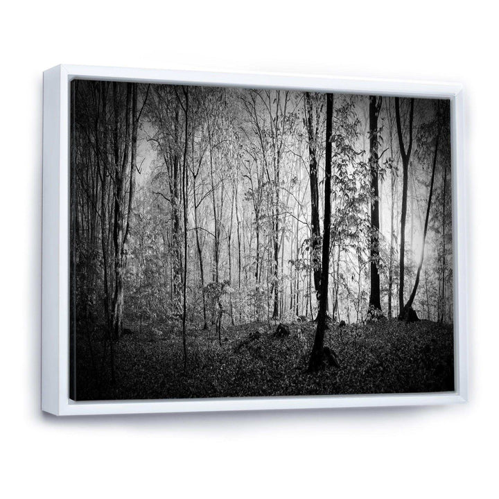 Beautiful Forest Morning Panorama