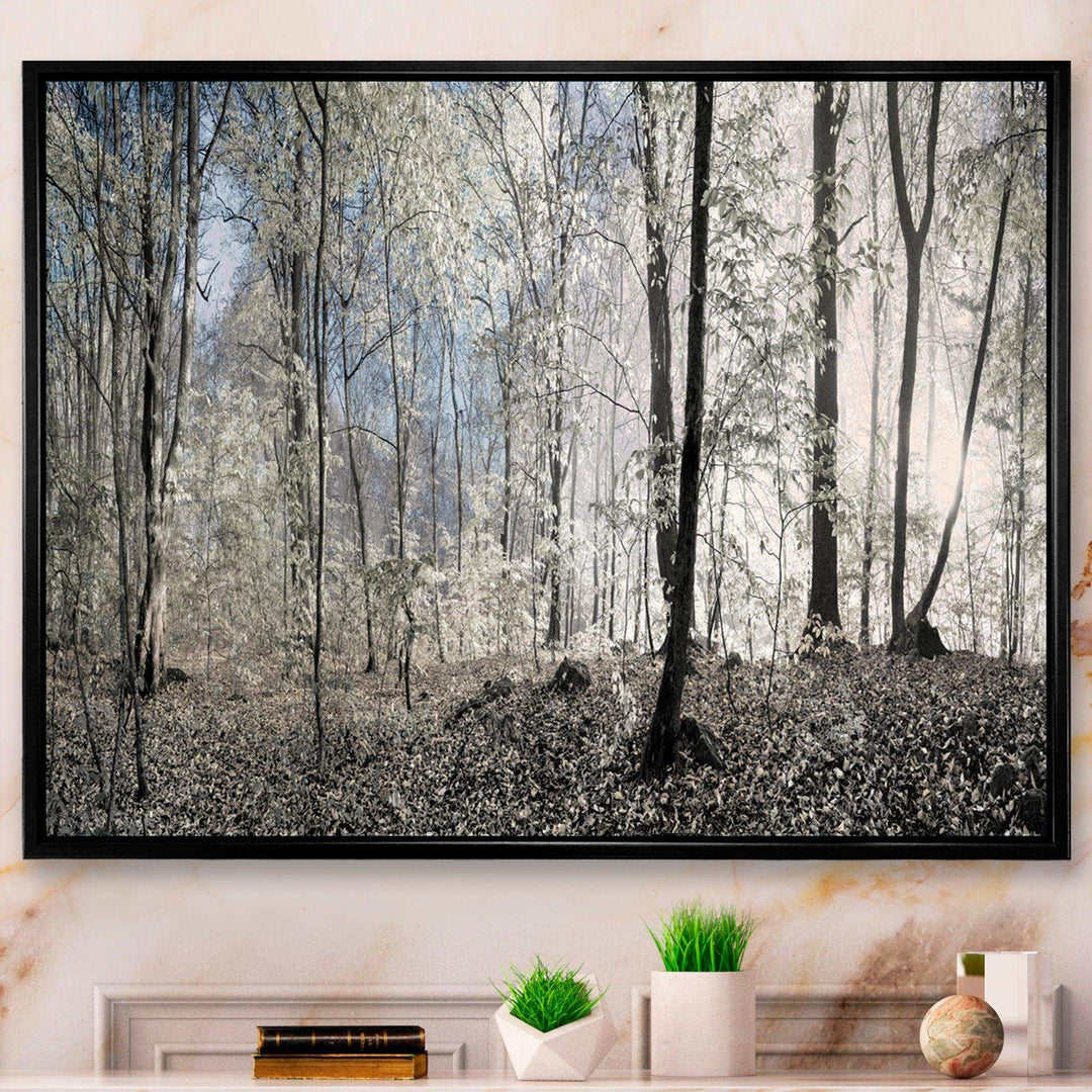 Dark Morning in Forest Panorama