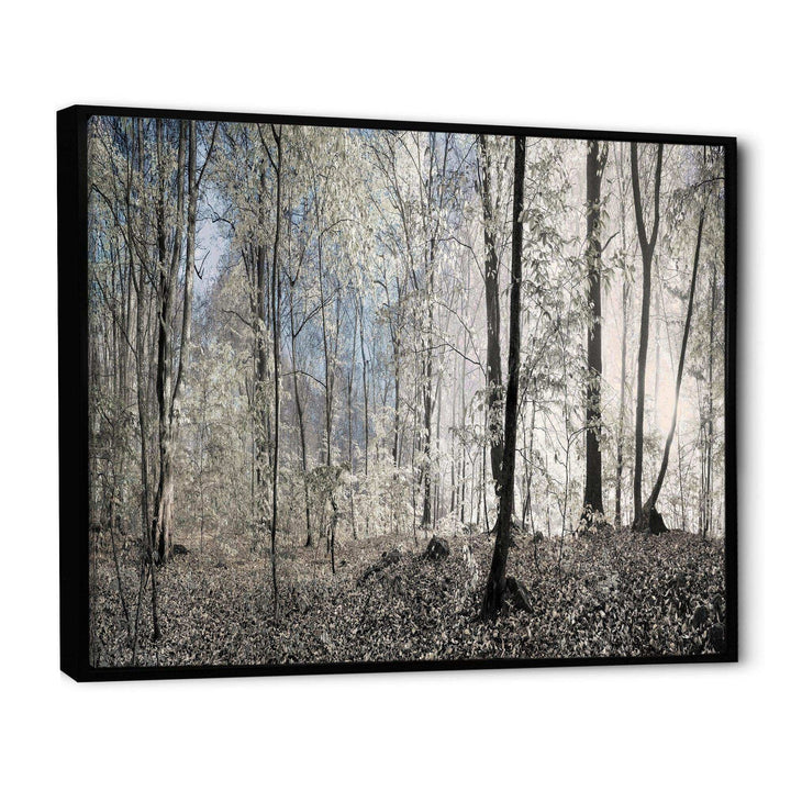 Dark Morning in Forest Panorama