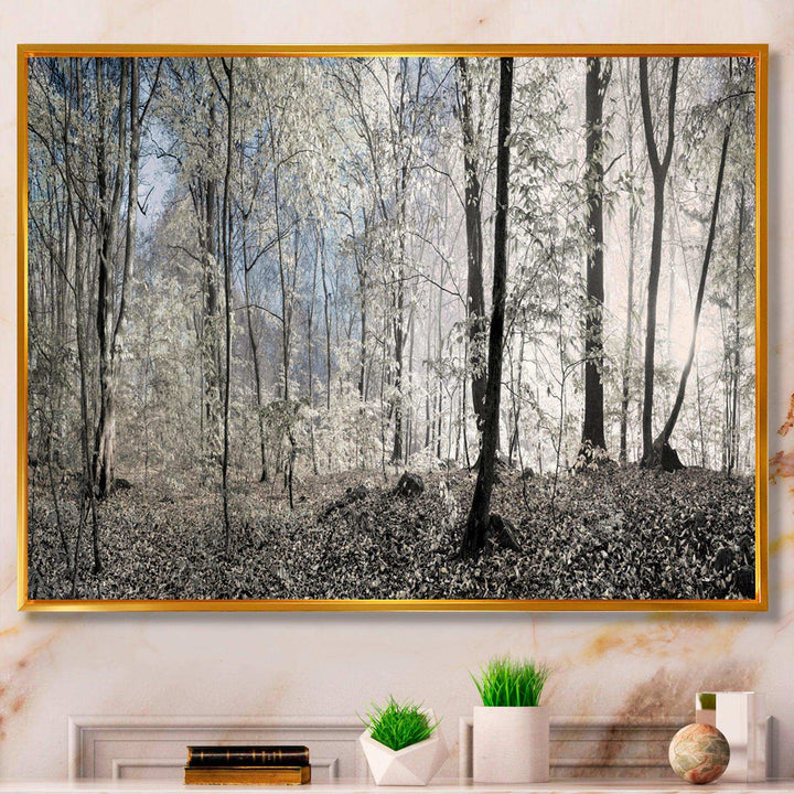 Dark Morning in Forest Panorama