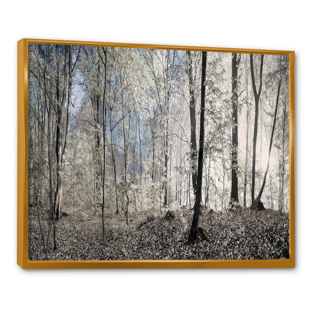 Dark Morning in Forest Panorama