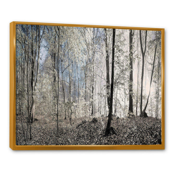 Dark Morning in Forest Panorama